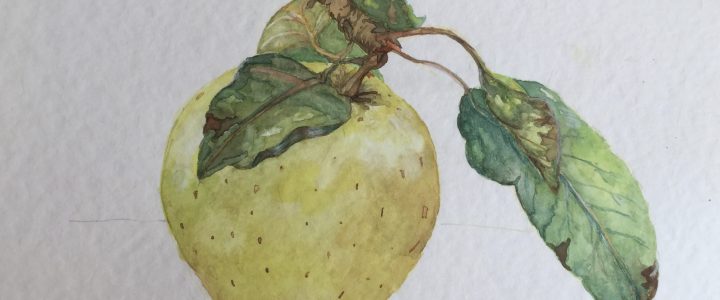 La manzana y la chicha en la norpatagonia