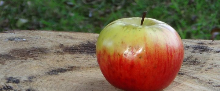 La manzana y su fermentado como patrimonio